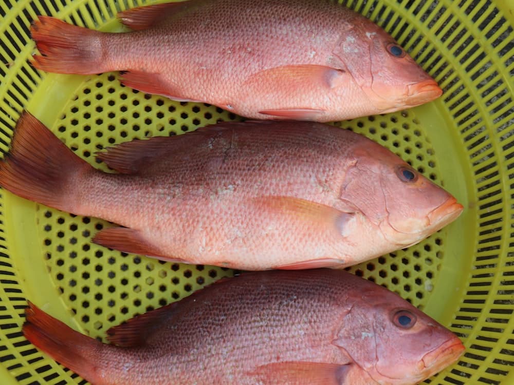 Tilapia